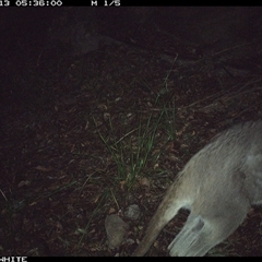 Macropus giganteus (Eastern Grey Kangaroo) at Kangaroo Valley, NSW - 13 Sep 2024 by don@kerrigan.net