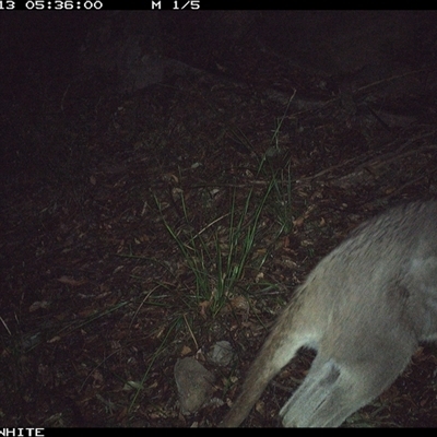 Macropus giganteus (Eastern Grey Kangaroo) at Kangaroo Valley, NSW - 13 Sep 2024 by don@kerrigan.net