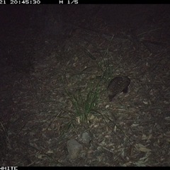 Tachyglossus aculeatus (Short-beaked Echidna) at Kangaroo Valley, NSW - 21 Sep 2024 by don@kerrigan.net