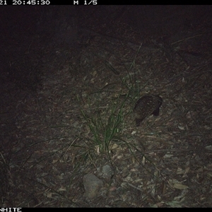 Tachyglossus aculeatus (Short-beaked Echidna) at Kangaroo Valley, NSW - 21 Sep 2024 by don@kerrigan.net