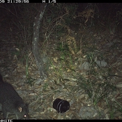 Trichosurus cunninghami (Mountain Brushtail Possum, Southern Bobuck) at Kangaroo Valley, NSW - 9 Oct 2024 by don@kerrigan.net