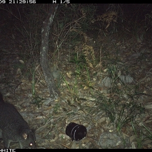 Trichosurus cunninghami (Mountain Brushtail Possum, Southern Bobuck) at Kangaroo Valley, NSW - 9 Oct 2024 by don@kerrigan.net