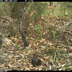 Menura novaehollandiae (Superb Lyrebird) at Kangaroo Valley, NSW - 19 Oct 2024 by don@kerrigan.net