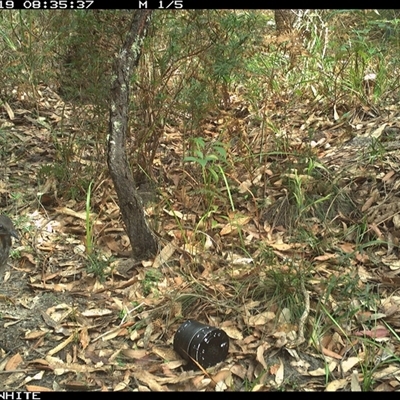 Menura novaehollandiae (Superb Lyrebird) at Kangaroo Valley, NSW - 19 Oct 2024 by don@kerrigan.net