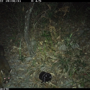 Trichosurus vulpecula (Common Brushtail Possum) at Kangaroo Valley, NSW - 22 Oct 2024 by don@kerrigan.net