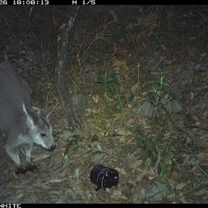 Osphranter robustus robustus at Kangaroo Valley, NSW - 26 Oct 2024 06:08 PM