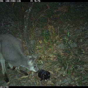 Osphranter robustus robustus at Kangaroo Valley, NSW - 26 Oct 2024 06:08 PM