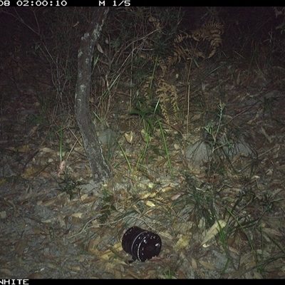 Perameles nasuta (Long-nosed Bandicoot) at Kangaroo Valley, NSW - 8 Nov 2024 by don@kerrigan.net
