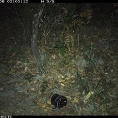 Perameles nasuta at Kangaroo Valley, NSW - 8 Nov 2024 02:00 AM