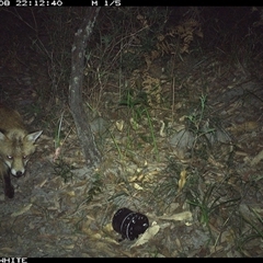 Vulpes vulpes (Red Fox) at Kangaroo Valley, NSW - 8 Nov 2024 by don@kerrigan.net