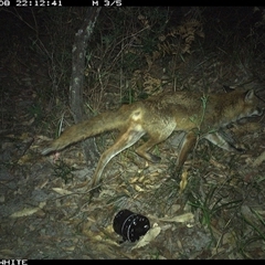 Vulpes vulpes at Kangaroo Valley, NSW - 8 Nov 2024 10:12 PM