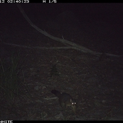 Trichosurus vulpecula (Common Brushtail Possum) at Kangaroo Valley, NSW - 12 Sep 2024 by don@kerrigan.net
