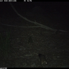 Trichosurus vulpecula at Kangaroo Valley, NSW - 12 Sep 2024 02:40 AM