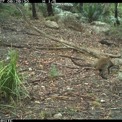 Wallabia bicolor (Swamp Wallaby) at Kangaroo Valley, NSW - 27 Sep 2024 by don@kerrigan.net