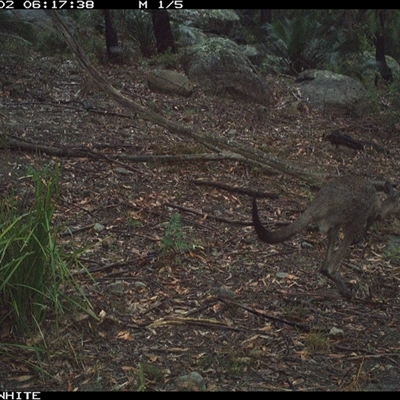 Macropus giganteus (Eastern Grey Kangaroo) at Kangaroo Valley, NSW - 2 Oct 2024 by don@kerrigan.net