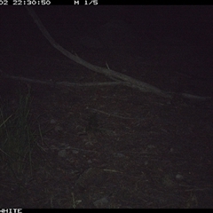 Tachyglossus aculeatus (Short-beaked Echidna) at Kangaroo Valley, NSW - 2 Oct 2024 by don@kerrigan.net