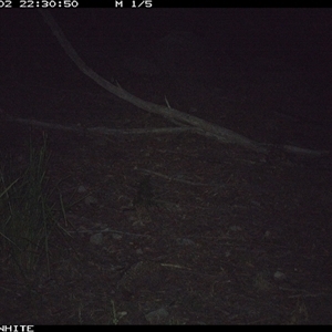 Tachyglossus aculeatus (Short-beaked Echidna) at Kangaroo Valley, NSW - 2 Oct 2024 by don@kerrigan.net