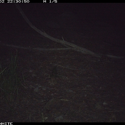 Tachyglossus aculeatus (Short-beaked Echidna) at Kangaroo Valley, NSW - 2 Oct 2024 by don@kerrigan.net