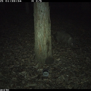 Vombatus ursinus (Bare-nosed Wombat) at Kangaroo Valley, NSW - 15 Nov 2024 by don@kerrigan.net