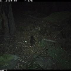 Trichosurus cunninghami (Mountain Brushtail Possum, Southern Bobuck) at Kangaroo Valley, NSW - 1 Sep 2024 by don@kerrigan.net