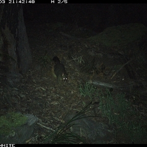 Trichosurus vulpecula (Common Brushtail Possum) at Kangaroo Valley, NSW - 3 Sep 2024 by don@kerrigan.net