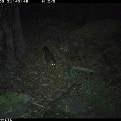 Trichosurus vulpecula (Common Brushtail Possum) at Kangaroo Valley, NSW - 3 Sep 2024 by don@kerrigan.net