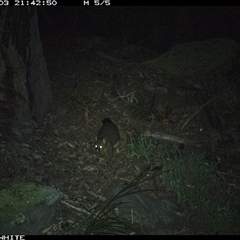 Trichosurus vulpecula at Kangaroo Valley, NSW - 3 Sep 2024 09:42 PM