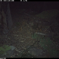 Felis catus (Feral Cat) at Kangaroo Valley, NSW - 4 Sep 2024 by don@kerrigan.net