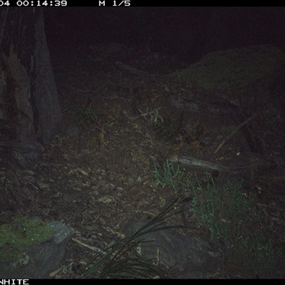 Felis catus (Feral Cat) at Kangaroo Valley, NSW - 4 Sep 2024 by don@kerrigan.net