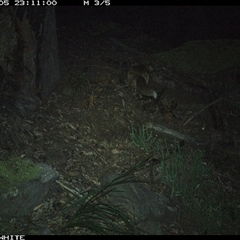 Vulpes vulpes (Red Fox) at Kangaroo Valley, NSW - 5 Sep 2024 by don@kerrigan.net