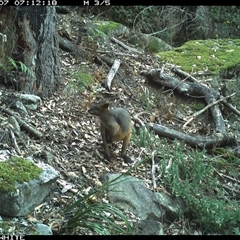 Wallabia bicolor (Swamp Wallaby) at Kangaroo Valley, NSW - 7 Sep 2024 by don@kerrigan.net