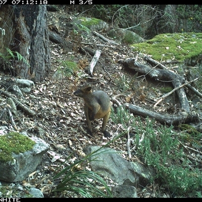 Wallabia bicolor (Swamp Wallaby) at Kangaroo Valley, NSW - 7 Sep 2024 by don@kerrigan.net