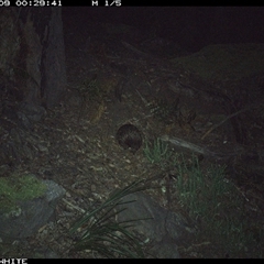 Tachyglossus aculeatus (Short-beaked Echidna) at Kangaroo Valley, NSW - 9 Sep 2024 by don@kerrigan.net