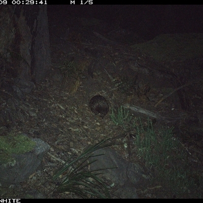 Tachyglossus aculeatus (Short-beaked Echidna) at Kangaroo Valley, NSW - 9 Sep 2024 by don@kerrigan.net