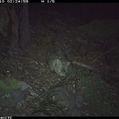 Vombatus ursinus (Common wombat, Bare-nosed Wombat) at Kangaroo Valley, NSW - 10 Sep 2024 by don@kerrigan.net