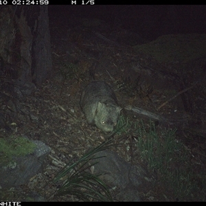 Vombatus ursinus (Bare-nosed Wombat) at Kangaroo Valley, NSW - 10 Sep 2024 by don@kerrigan.net