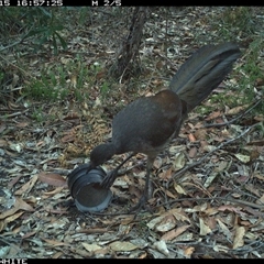 Menura novaehollandiae (Superb Lyrebird) at Kangaroo Valley, NSW - 15 Oct 2024 by don@kerrigan.net
