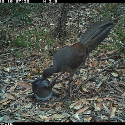 Menura novaehollandiae (Superb Lyrebird) at Kangaroo Valley, NSW - 15 Oct 2024 by don@kerrigan.net