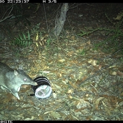 Perameles nasuta (Long-nosed Bandicoot) at Kangaroo Valley, NSW - 30 Oct 2024 by don@kerrigan.net