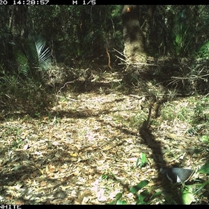 Leucosarcia melanoleuca (Wonga Pigeon) at Kangaroo Valley, NSW - 20 Sep 2024 by don@kerrigan.net