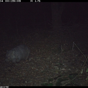 Vombatus ursinus (Bare-nosed Wombat) at Kangaroo Valley, NSW - 4 Oct 2024 by don@kerrigan.net