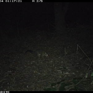 Trichosurus vulpecula (Common Brushtail Possum) at Kangaroo Valley, NSW - 4 Oct 2024 by don@kerrigan.net