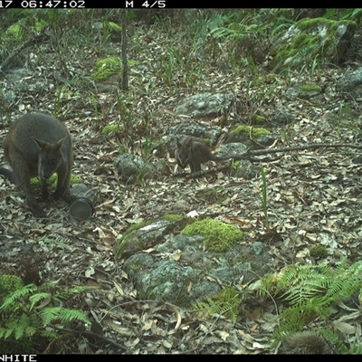Wallabia bicolor (Swamp Wallaby) at Kangaroo Valley, NSW - 17 Oct 2024 by don@kerrigan.net