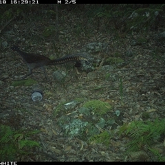 Menura novaehollandiae (Superb Lyrebird) at Kangaroo Valley, NSW - 18 Oct 2024 by don@kerrigan.net