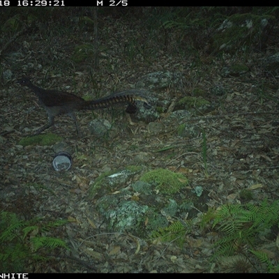 Menura novaehollandiae (Superb Lyrebird) at Kangaroo Valley, NSW - 18 Oct 2024 by don@kerrigan.net