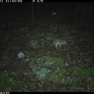 Perameles nasuta (Long-nosed Bandicoot) at Kangaroo Valley, NSW - 1 Nov 2024 by don@kerrigan.net