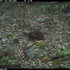 Tachyglossus aculeatus (Short-beaked Echidna) at Kangaroo Valley, NSW - 7 Nov 2024 by don@kerrigan.net