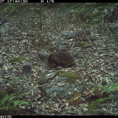 Tachyglossus aculeatus (Short-beaked Echidna) at Kangaroo Valley, NSW - 7 Nov 2024 by don@kerrigan.net