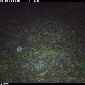 Rattus fuscipes (Bush Rat) at Kangaroo Valley, NSW - 20 Nov 2024 by don@kerrigan.net