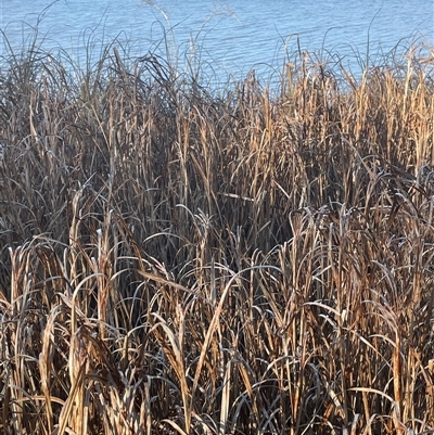Bolboschoenus fluviatilis (Marsh Club-rush) at Lake George, NSW - 11 Jun 2025 by JaneR